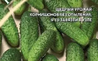 МОГУЧАЯ КУЧКА