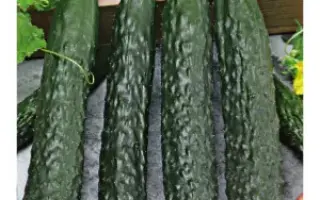 КИТАЙСКИЙ ЗМЕЙ