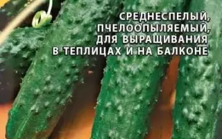 ЗЕЛЕНЫЙ КРОКОДИЛ