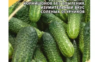 БЫСТРЫЙ СТАРТ