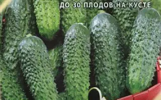 ЗЕЛЕНЫЙ ПОТОК