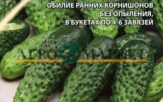 ЗЕЛЕНЫЙ ЭКСПРЕСС