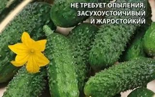 ПОДАРОК ЮГУ