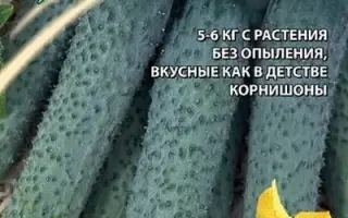 РУССКИЕ МОТИВЫ