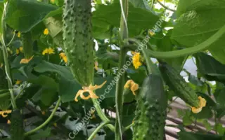 РУССКИЙ ЗИМНИЙ