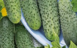 ЧУБЧИК КУЧЕРЯВЫЙ