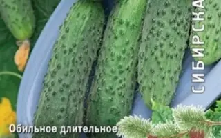 ШУСТРЕЦ-МОЛОДЕЦ