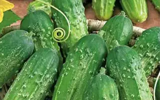 ДЕТСКИЙ ХОРОВОД