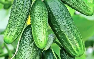 МАЛЮТКА АНЮТКА