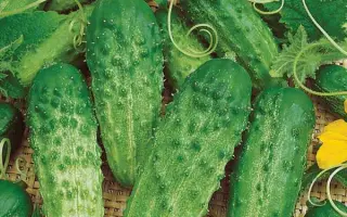 ФРАНЦУЗСКИЙ МАЛЬЧИК