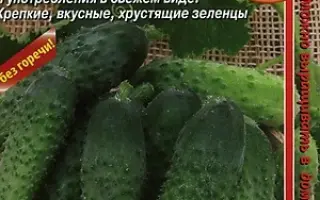 ШАЛУН