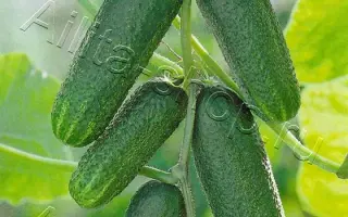 ВЕСЕЛЫЕ СОСЕДИ