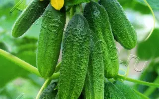 ВЕЛИКОЛЕПНАЯ ПЯТЕРКА