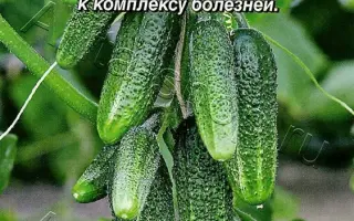 ВЕСЕЛЫЕ ГНОМИКИ