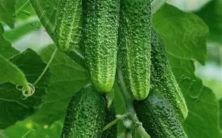 РУССКАЯ ЗАКУСКА