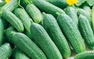 КВОЛИТИ МАРУСЯ