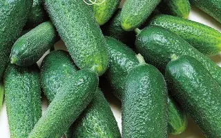 НОВОСИБИРСКИЙ