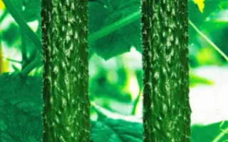 ШАНХАЙСКИЙ МОЛОДЕЦ