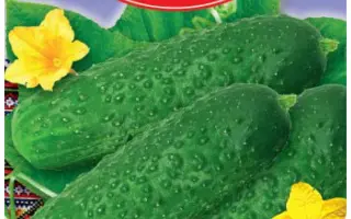 КУМ ДА КУМА