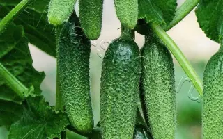 ДЕТКИ НА ВЕТКЕ