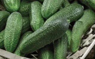 ДЕТСКИЙ КАПРИЗ