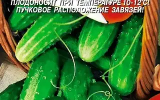 СЕВЕРНЫЙ КРЕПЫШ