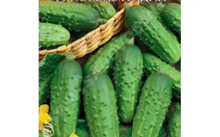 КОРОЛЬ ГРЯДКИ