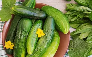 РОГ ИЗОБИЛИЯ