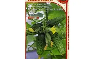 БОЛЬШАЯ СЕМЬЯ