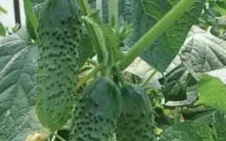 АЛЬЯНС ПЛЮС