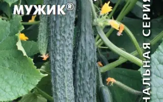 НАСТОЯЩИЙ МУЖИК