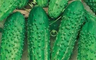 МАЛ-ДА-УДАЛ