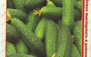 ДОЧКИ-МАТЕРИ