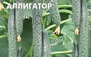 ХРУСТЯЩИЙ АЛЛИГАТОР