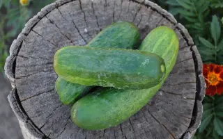 КРОКОДИЛЬЧИК