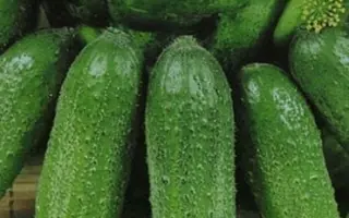 РЕБЯТКИ С ГРЯДКИ