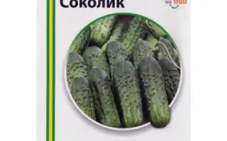 СОКОЛИК