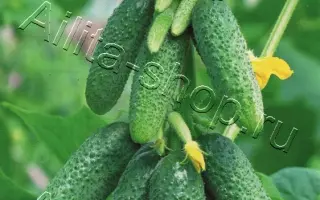 РУССКОЕ ЗАСТОЛЬЕ