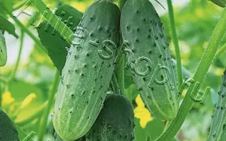 ВАНЬКА-ВСТАНЬКА