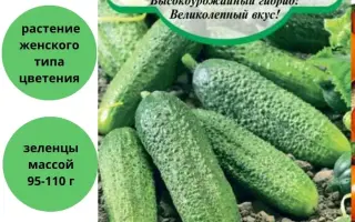 РУССКИЙ САМОРОДОК