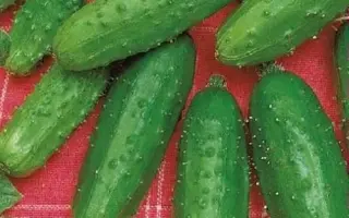 СЛАДКИЙ КОРОЛЬ