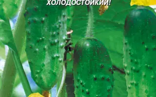 СЕВЕРНЫЙ ПОЛЮС