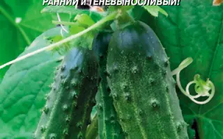 СНЕЖНАЯ ФАНТАЗИЯ