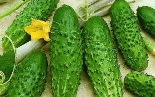 СЕМЬ ГНОМОВ