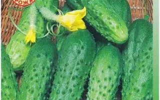 ТАРАПУНЬКА