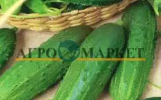 ЯРМАРОЧНЫЙ