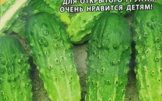 ВЕСЕЛЫЕ НОТКИ