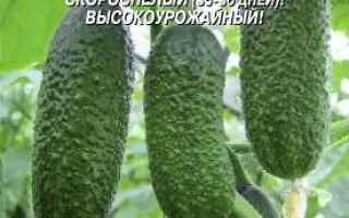 ЧЕБОКСАРЕЦ