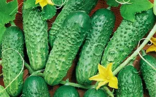 РУССКИЙ ЭКСПРЕСС