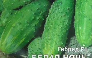 БЕЛАЯ НОЧЬ